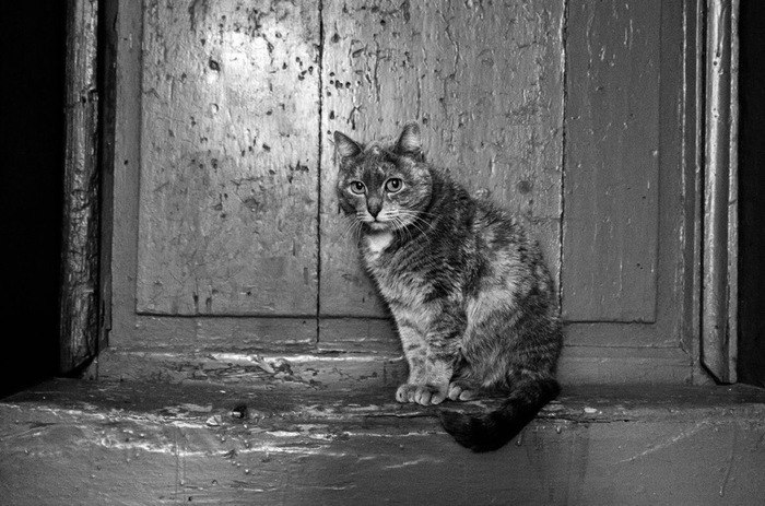 700x463, 99 Kb / Кот, дверь, ч/б