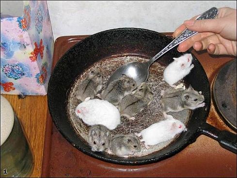 489x367, 46 Kb / мыши