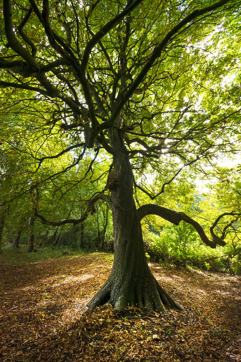 767x1151, 629 Kb / дерево, лес, зелень