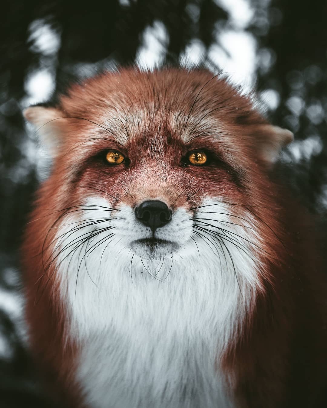 1080x1350, 170 Kb / лиса, глаза