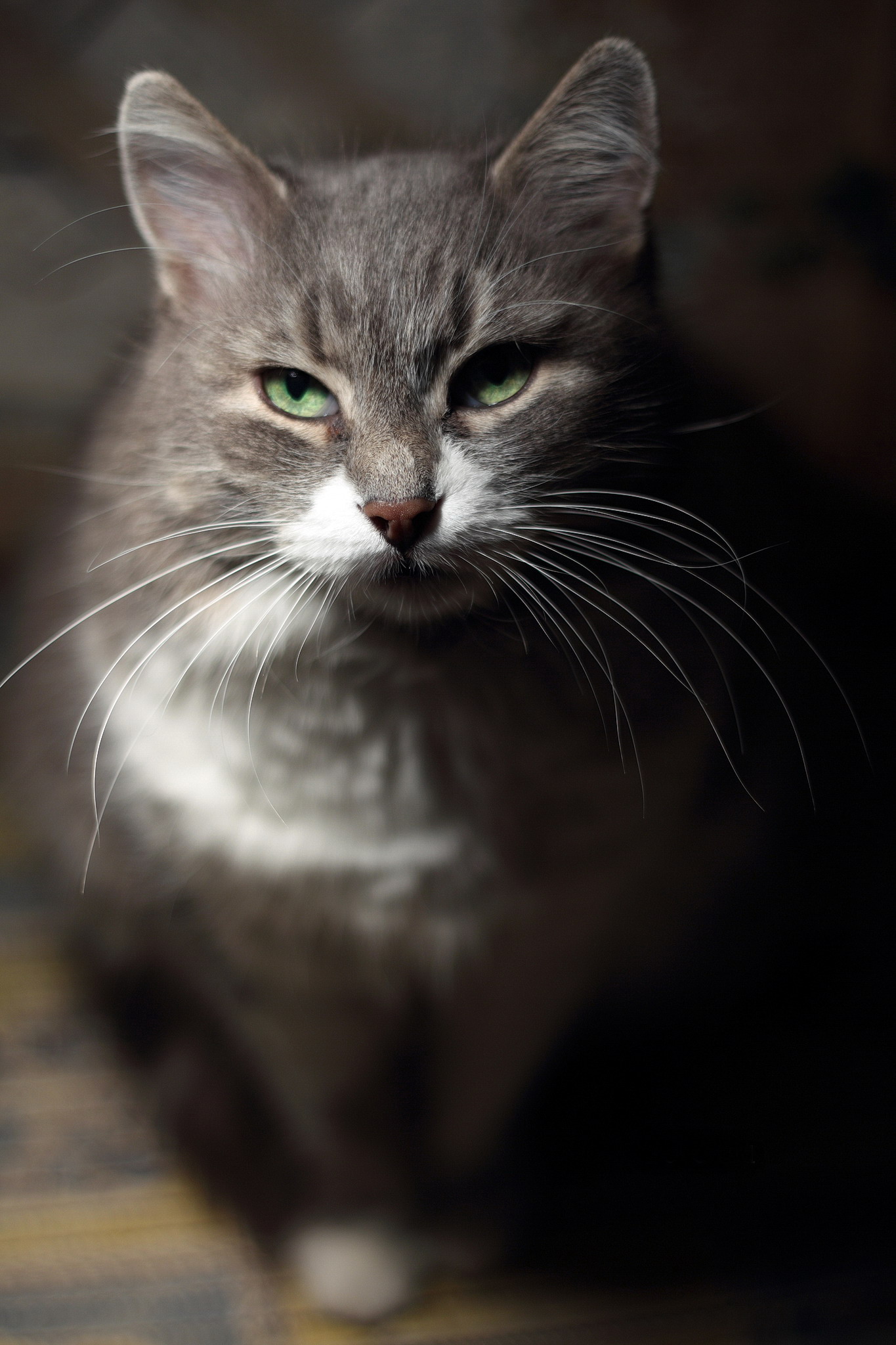 1365x2048, 460 Kb / кошка, серая, взгляд