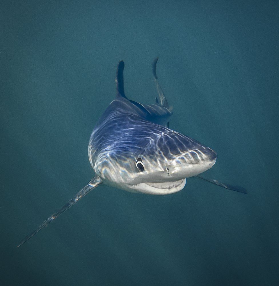 976x1000, 87 Kb / акула, глаз