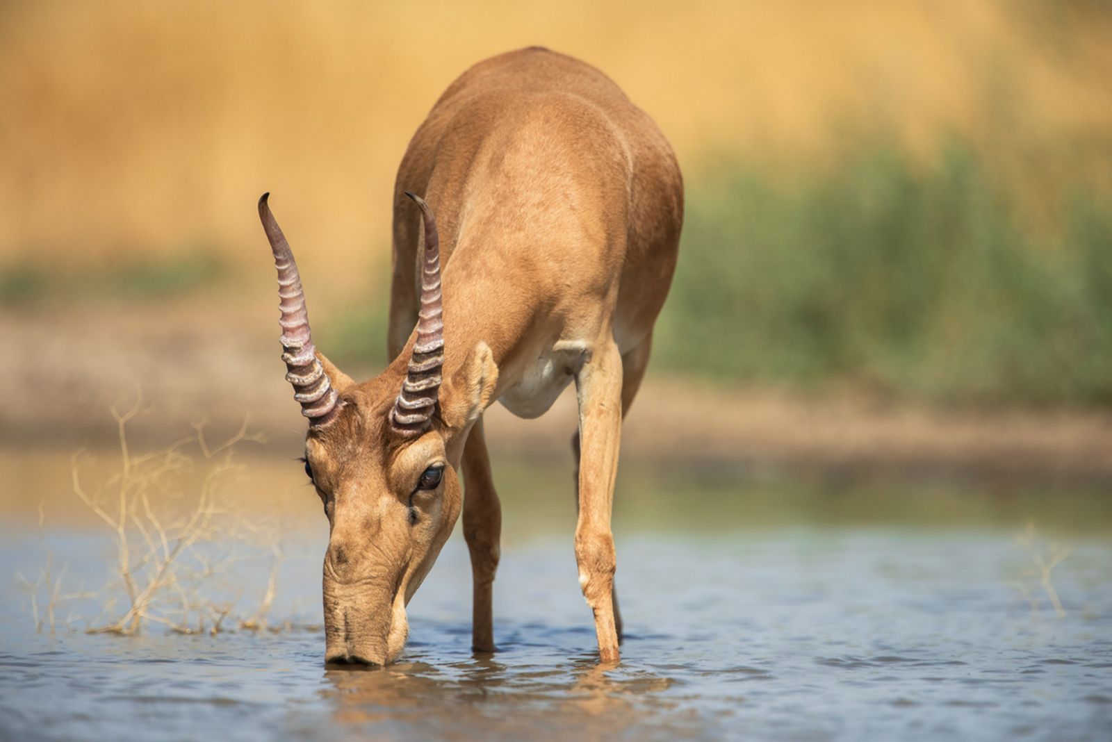 1600x1068, 126 Kb / сайгак, водопой
