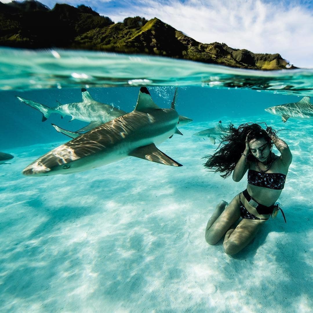 1080x1080, 155 Kb / акула, под водой, горы, брюнетка, купальник