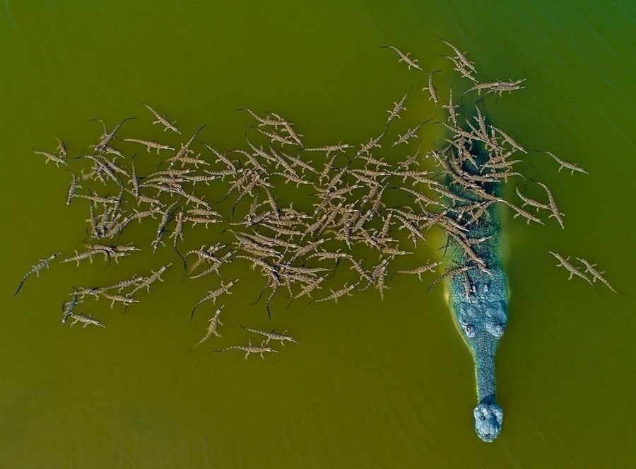 900x663, 266 Kb / гавиал, крокодилы, вода, выводок