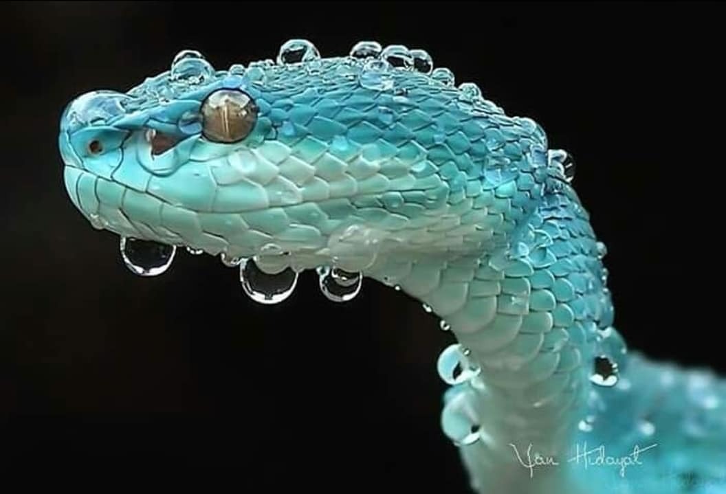 1056x719, 64 Kb / змея, гадюка