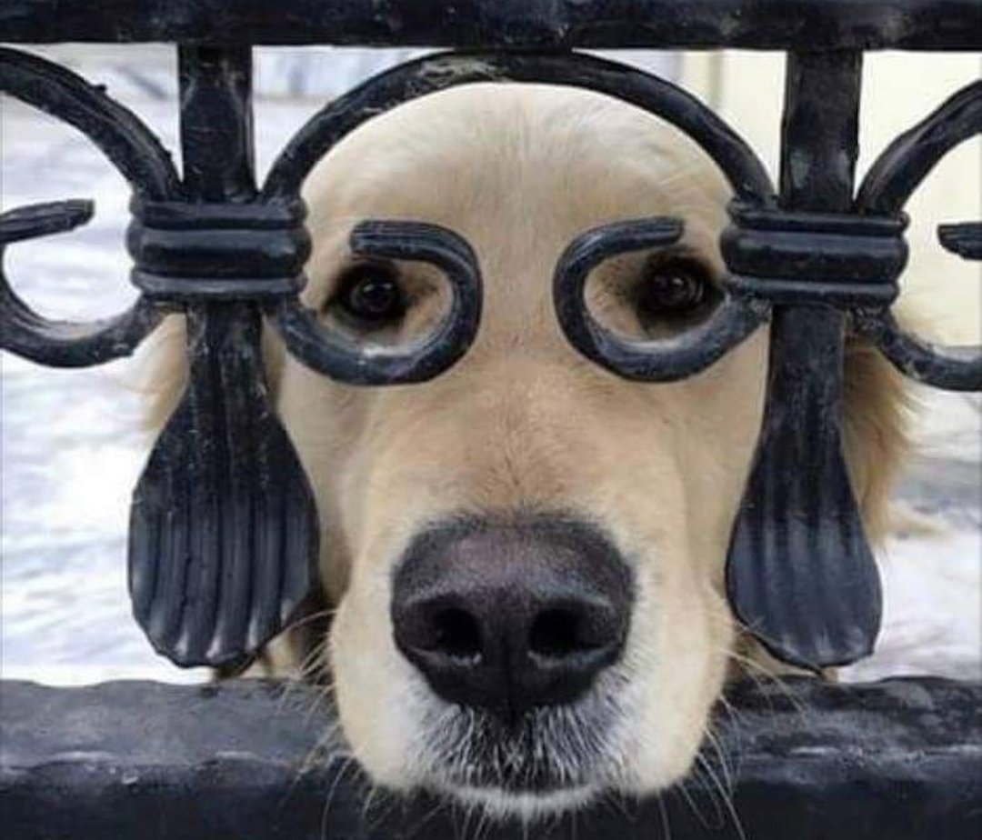 1080x924, 127 Kb / собака, лабрадор, забор, ковка, очки