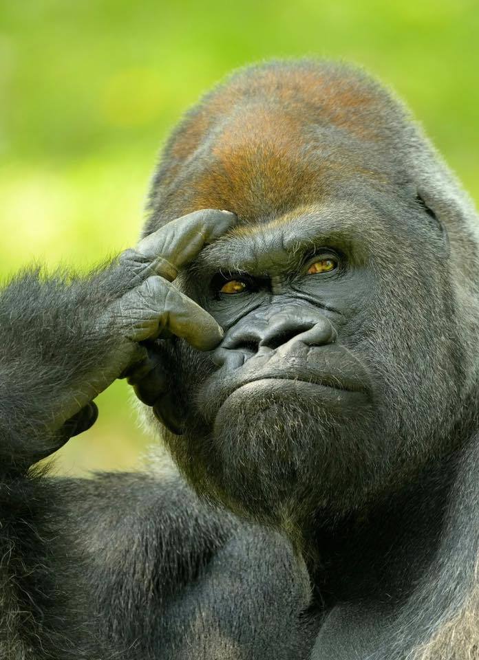 696x960, 100 Kb / горилла, обезьяна