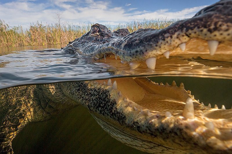 800x533, 104 Kb / крокодил, берег, трава, вода