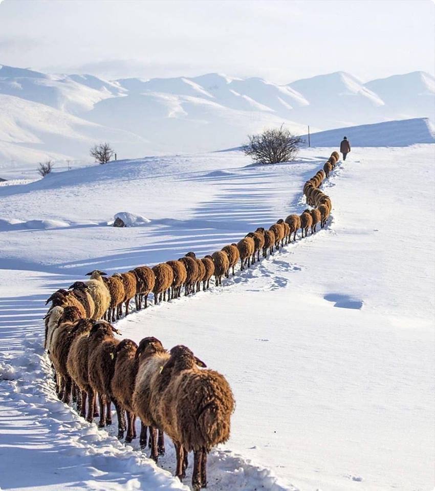 850x960, 102 Kb / пастух, овцы, горы, снег, тропа