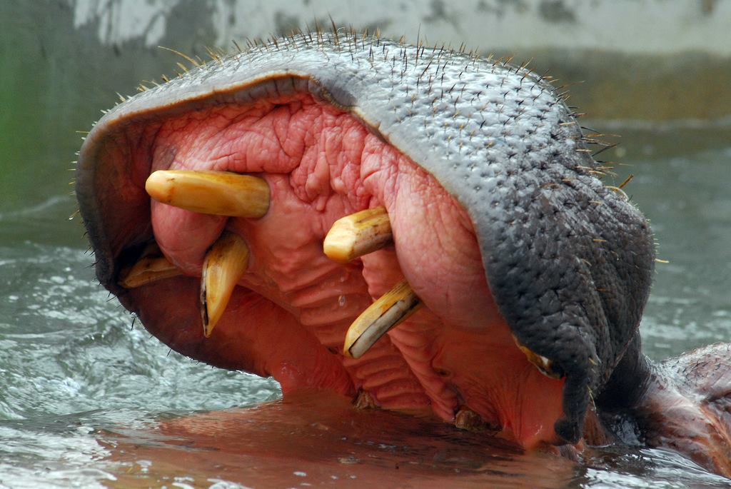 1024x685, 110 Kb / бегемот, рот, пасть, зубы, река, вода, гиппопотам