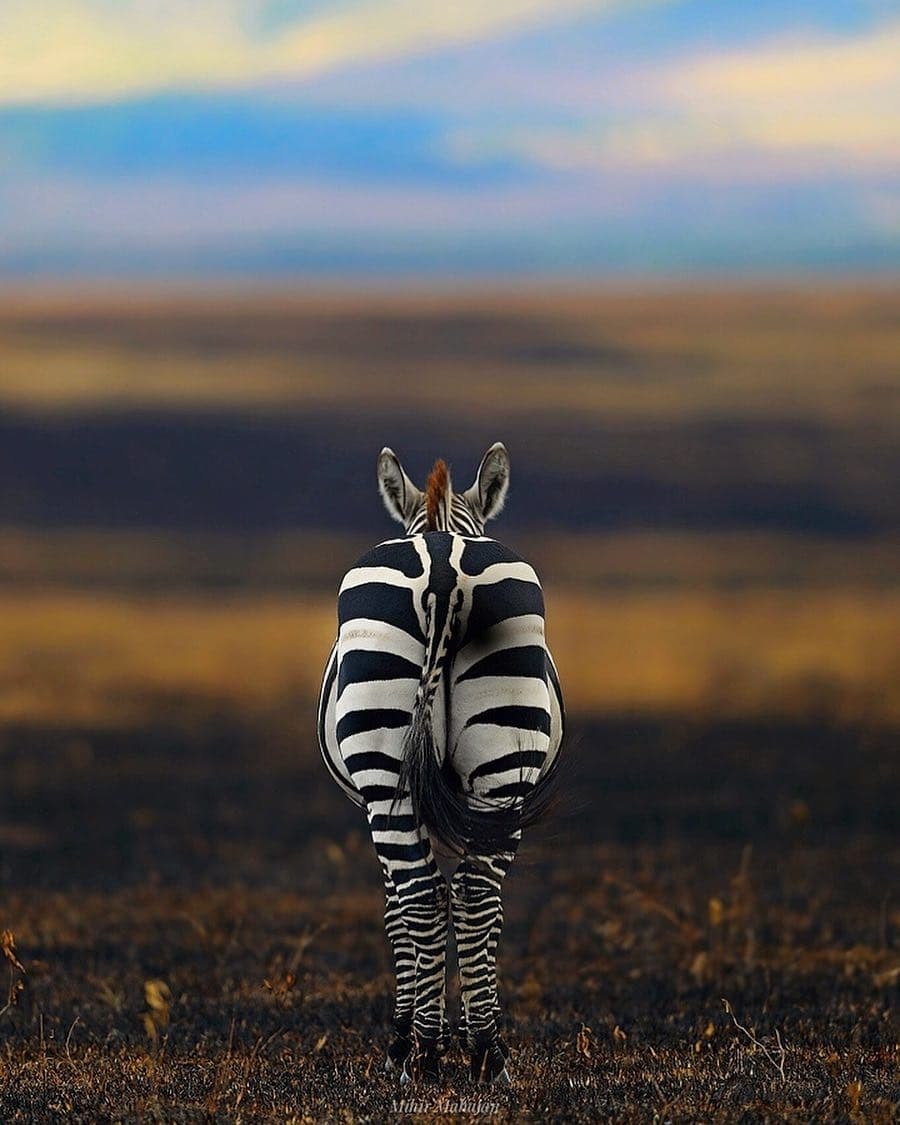 900x1125, 120 Kb / зебра, попа, трава, поле, сзади, полоски