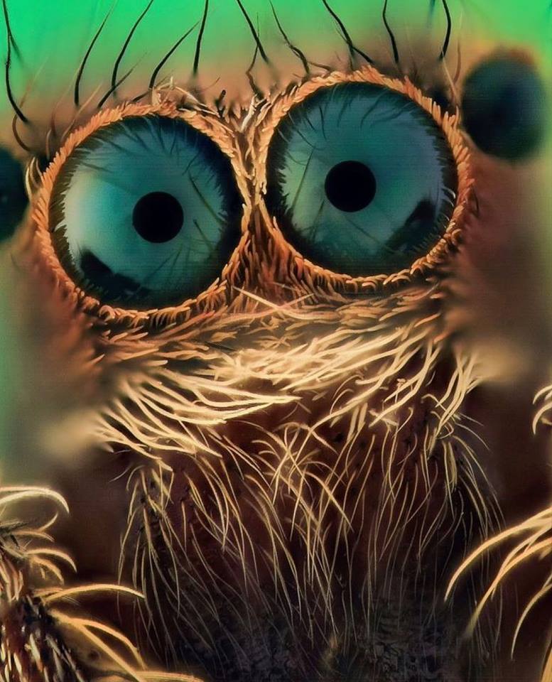 777x960, 108 Kb / глаза, чудик, шерсть, волосы, паук-скакун