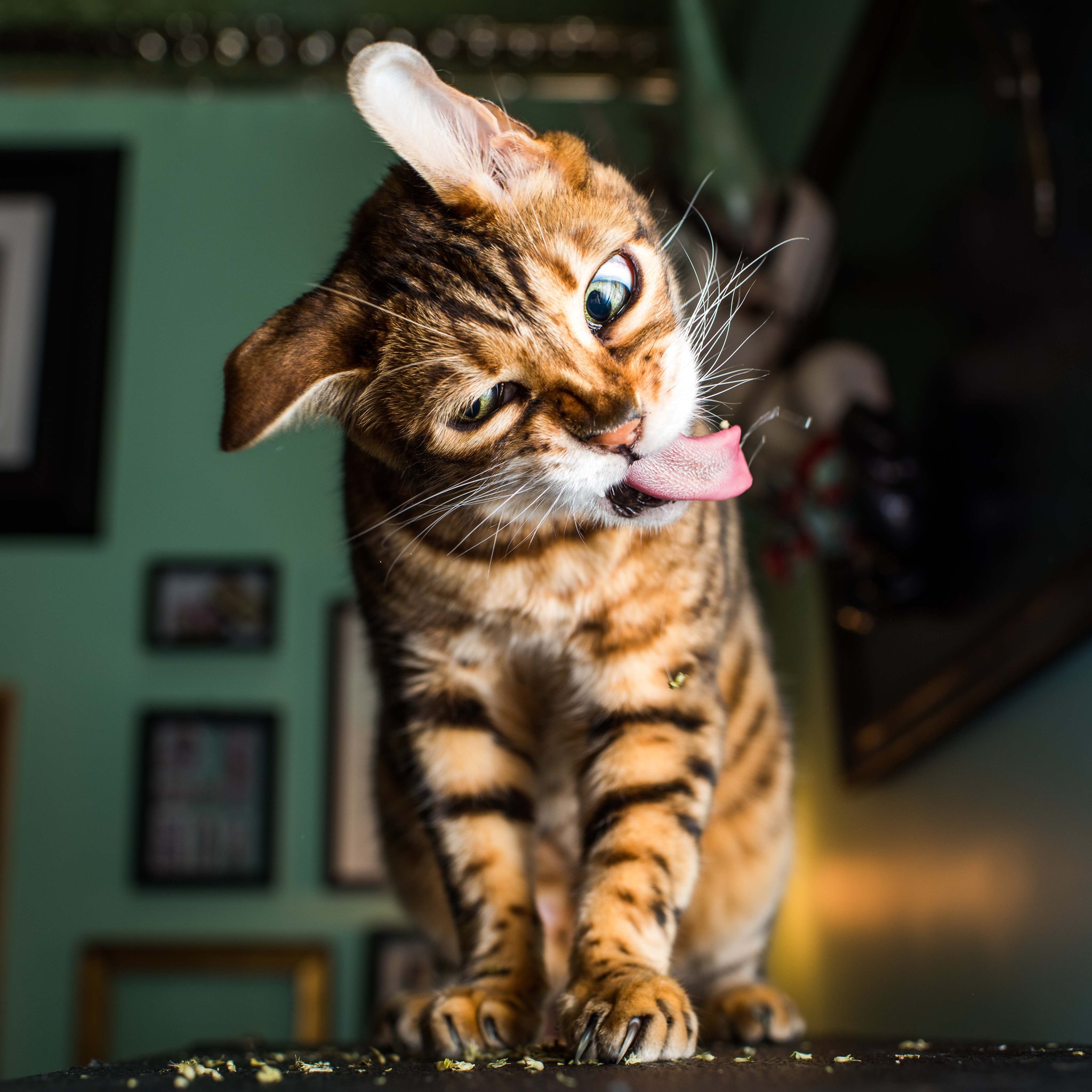 2048x2048, 388 Kb / кот, рыжий, язык