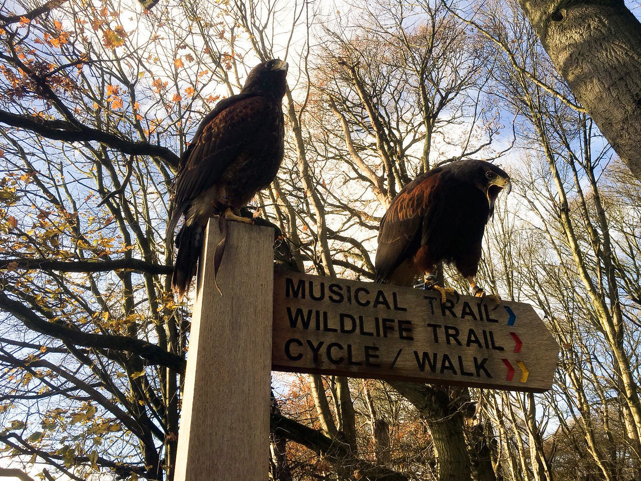 1280x960, 636 Kb / ворона, указатель, лес, орёл