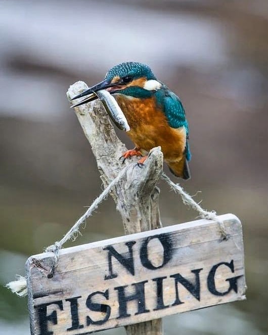 530x662, 53 Kb / Птица, рыба, табличка, no fishing