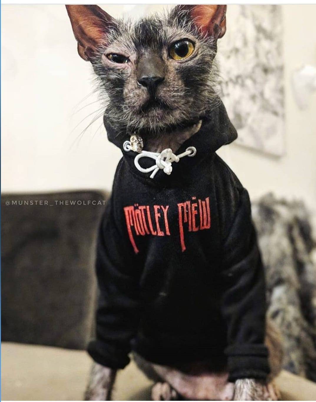 1073x1366, 110 Kb / кот, кофта, толстовка, кошка