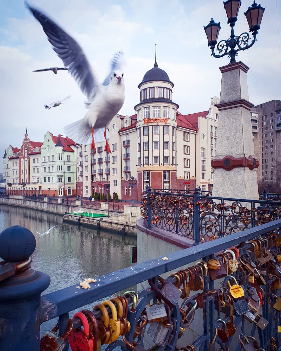 1080x1350, 202 Kb / голубь, замок, река, ограждение, чайка, замки