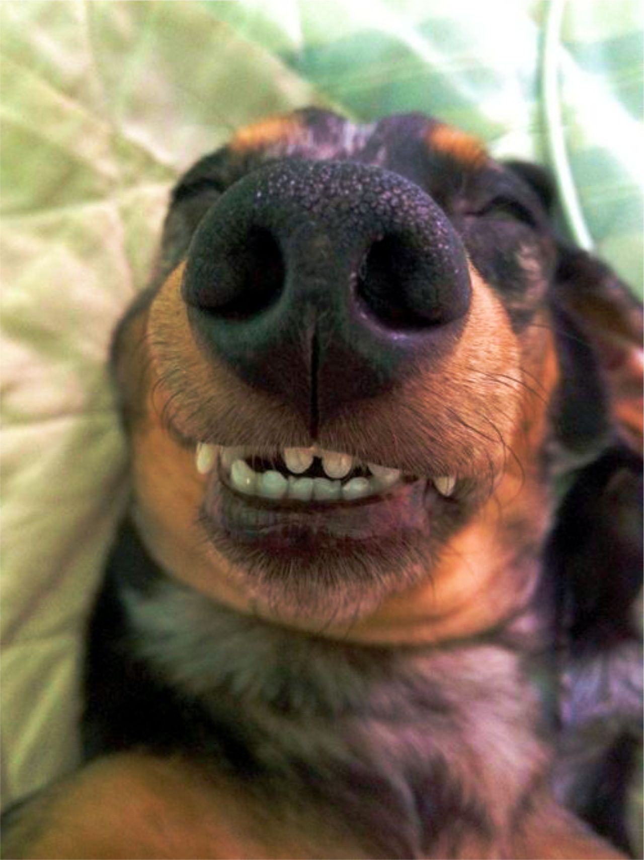 1280x1707, 167 Kb / собака, нос, спит