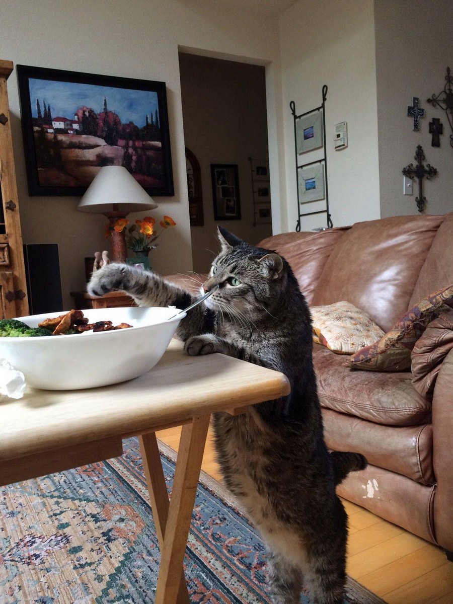 900x1200, 267 Kb / кот, еда, диван, светильник, крест