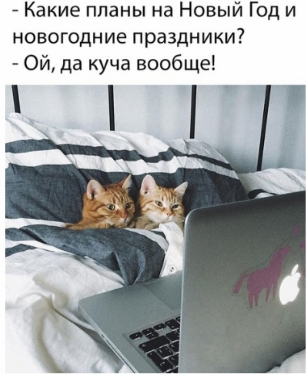1050x1279, 126 Kb / Кошки, постель, ноутбук, эппл