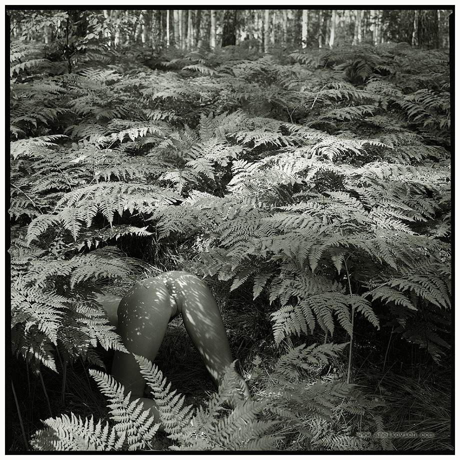 920x920, 453 Kb / ч/б, папаротник, amelkovich