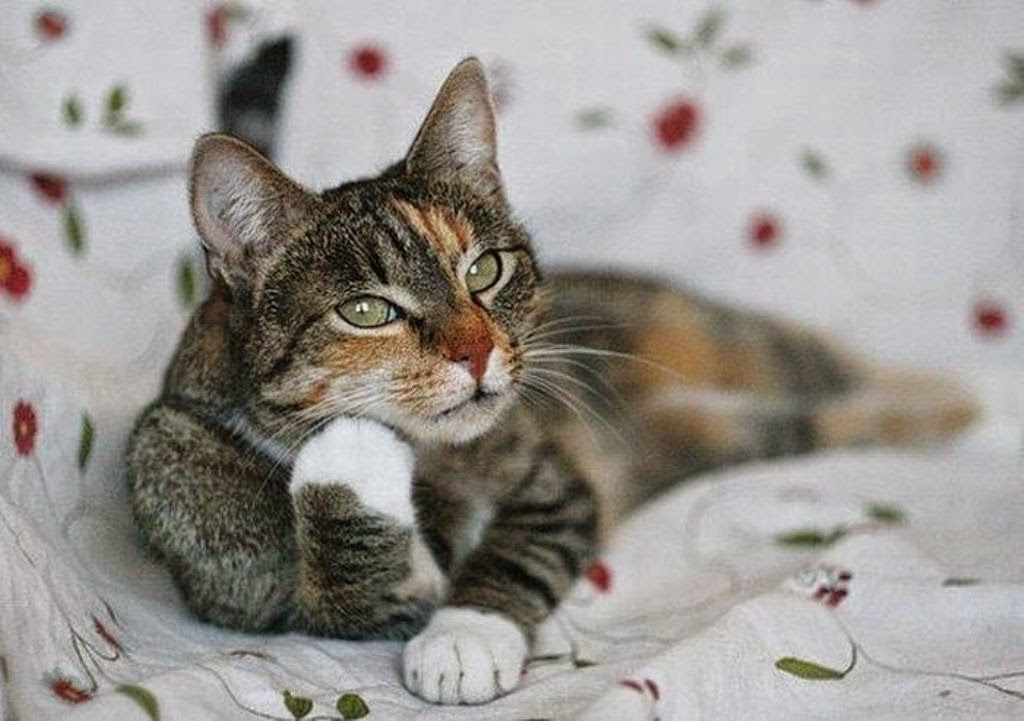 1024x721, 91 Kb / кошка, внимательная, кот