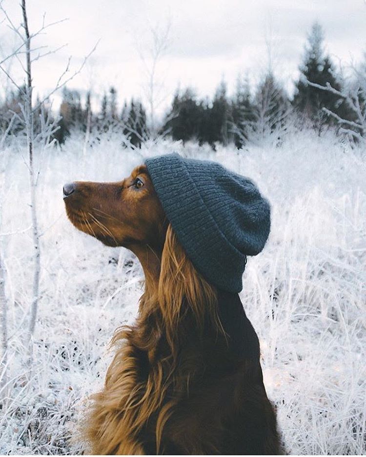 750x937, 122 Kb / собака, шапка, профиль, снег