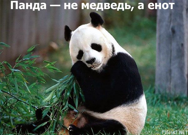 600x432, 52 Kb / панда