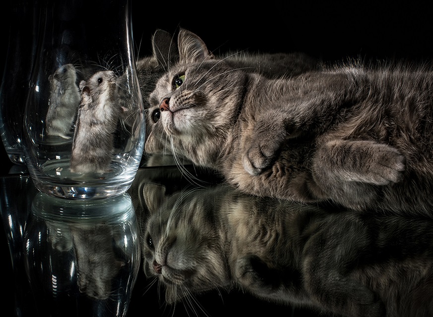 873x640, 255 Kb / кот, кошка, серый, стакан, мышь, мышка, отражение