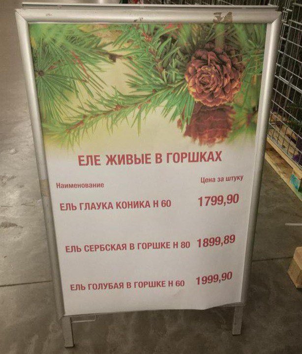 614x719, 90 Kb / ели, живой, горшок