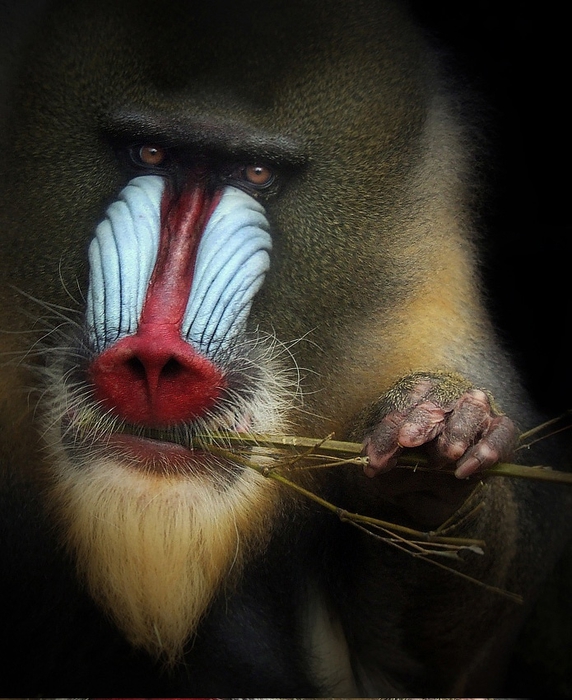 572x700, 275 Kb / павиан, обезьяна, трава, стебель, лапа