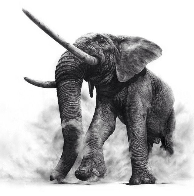 640x646, 56 Kb / слон, рисунок, ч/б