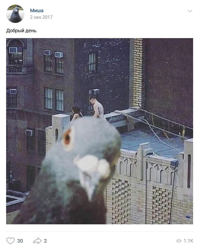 810x1020, 119 Kb / Голубь, секс, крыша