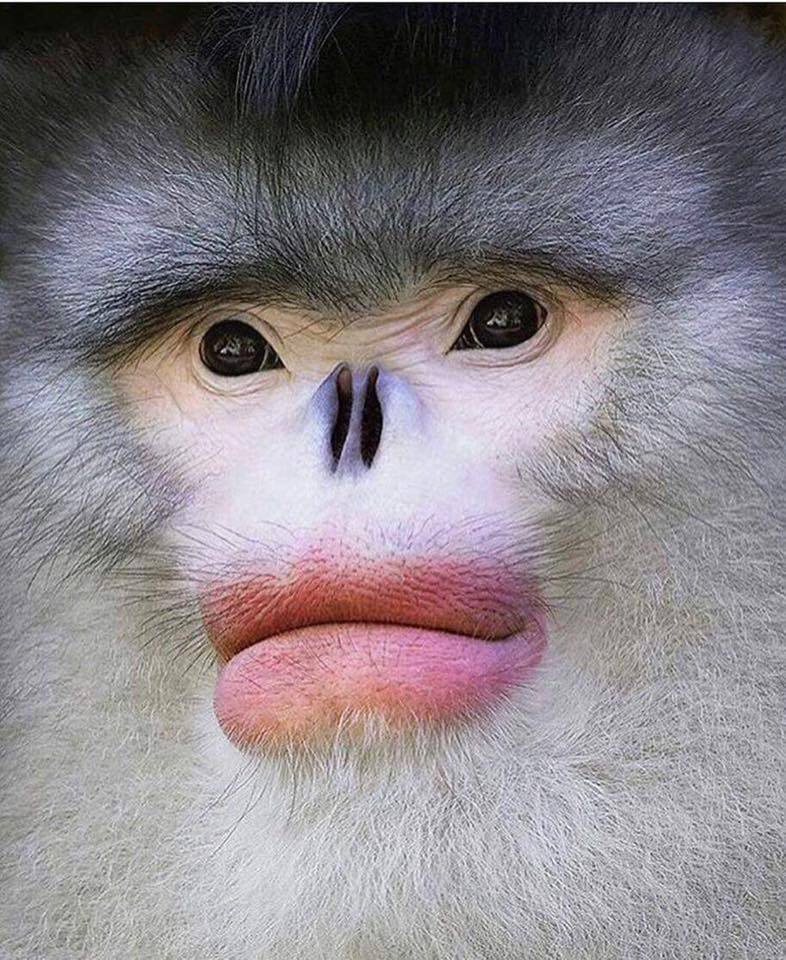 786x960, 147 Kb / обезьяна, нос, губы, Джексон