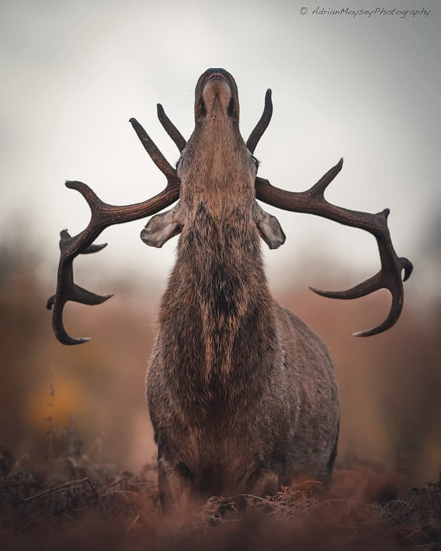 864x1080, 93 Kb / рога, олень