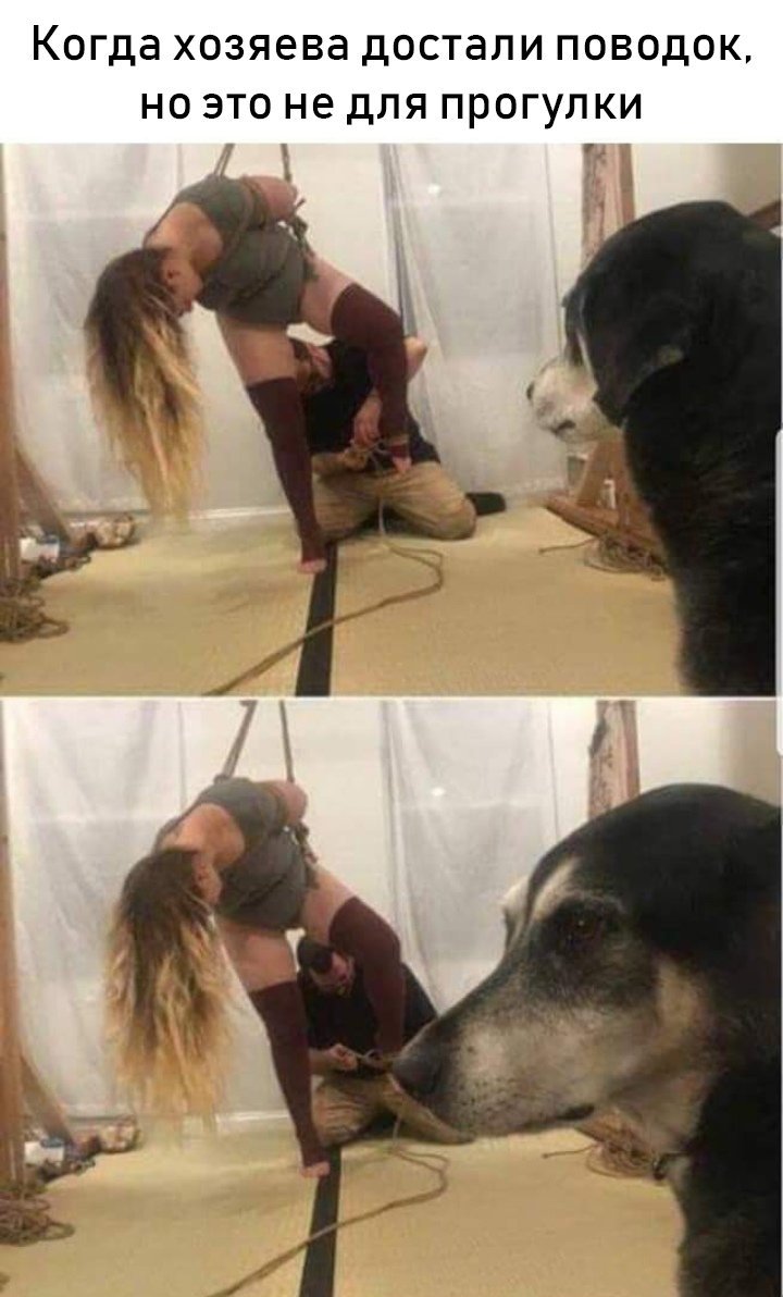 720x1192, 103 Kb / Поводок, собака, БДСМ