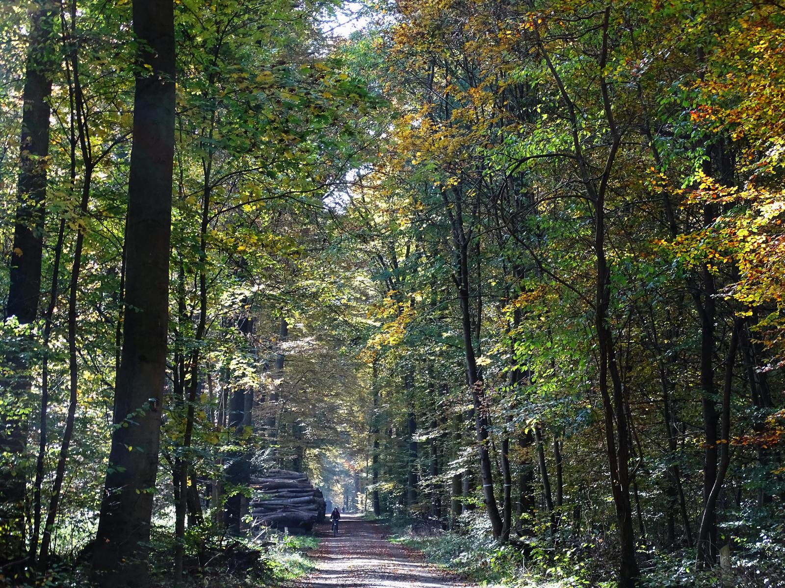 1600x1200, 620 Kb / дорога, лес, брёвна, UdoChristmann