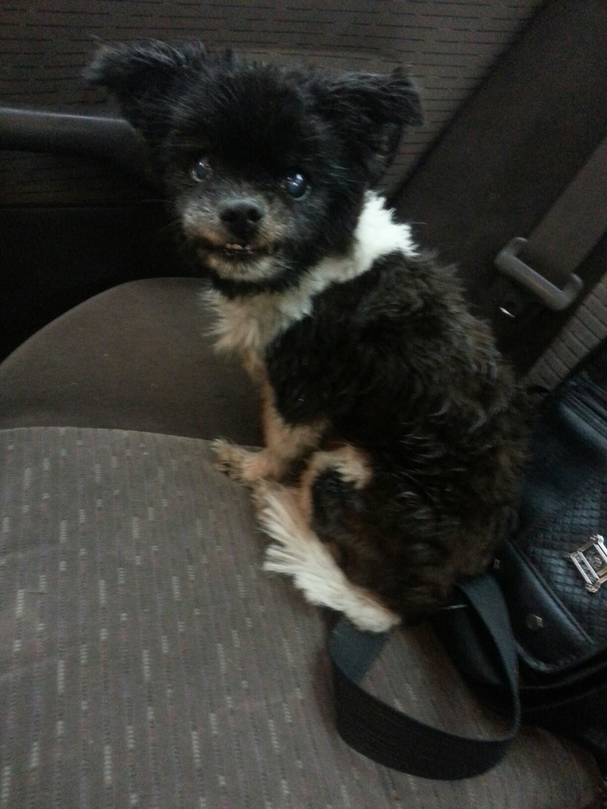 1224x1632, 324 Kb / собака, сиденье, сумка