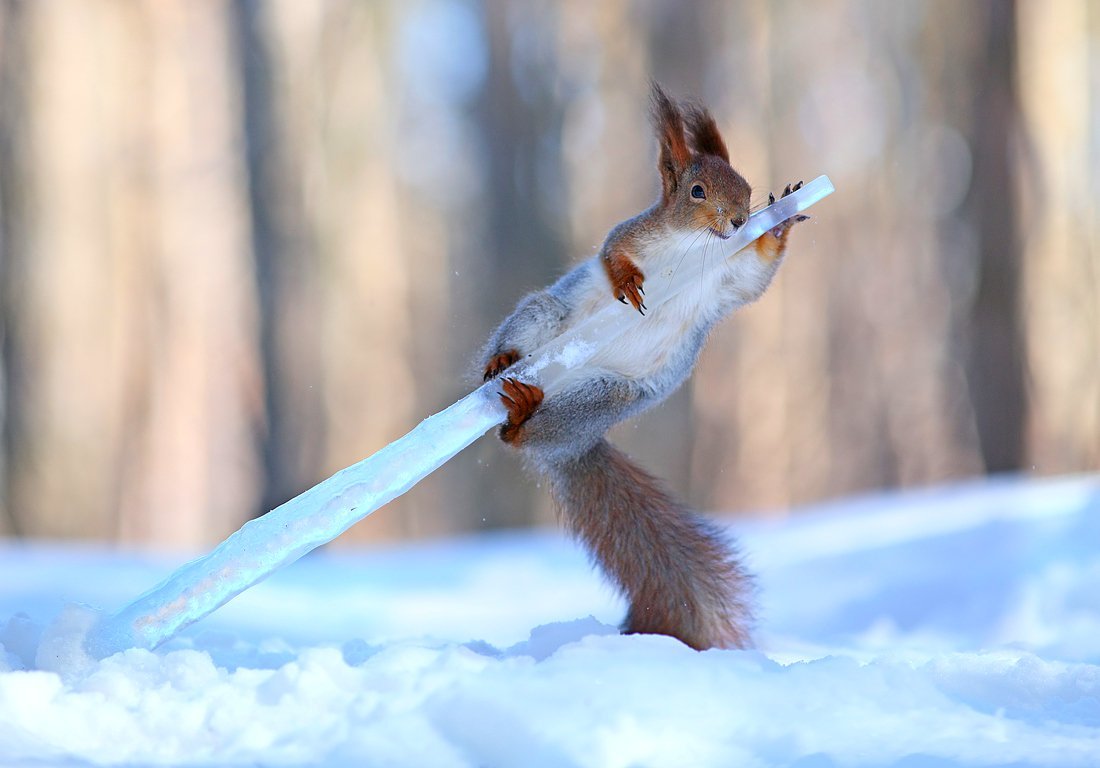 1100x768, 80 Kb / сосулька, белка