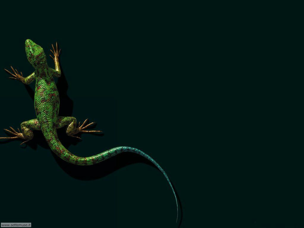 1024x768, 39 Kb / ящерица, тень