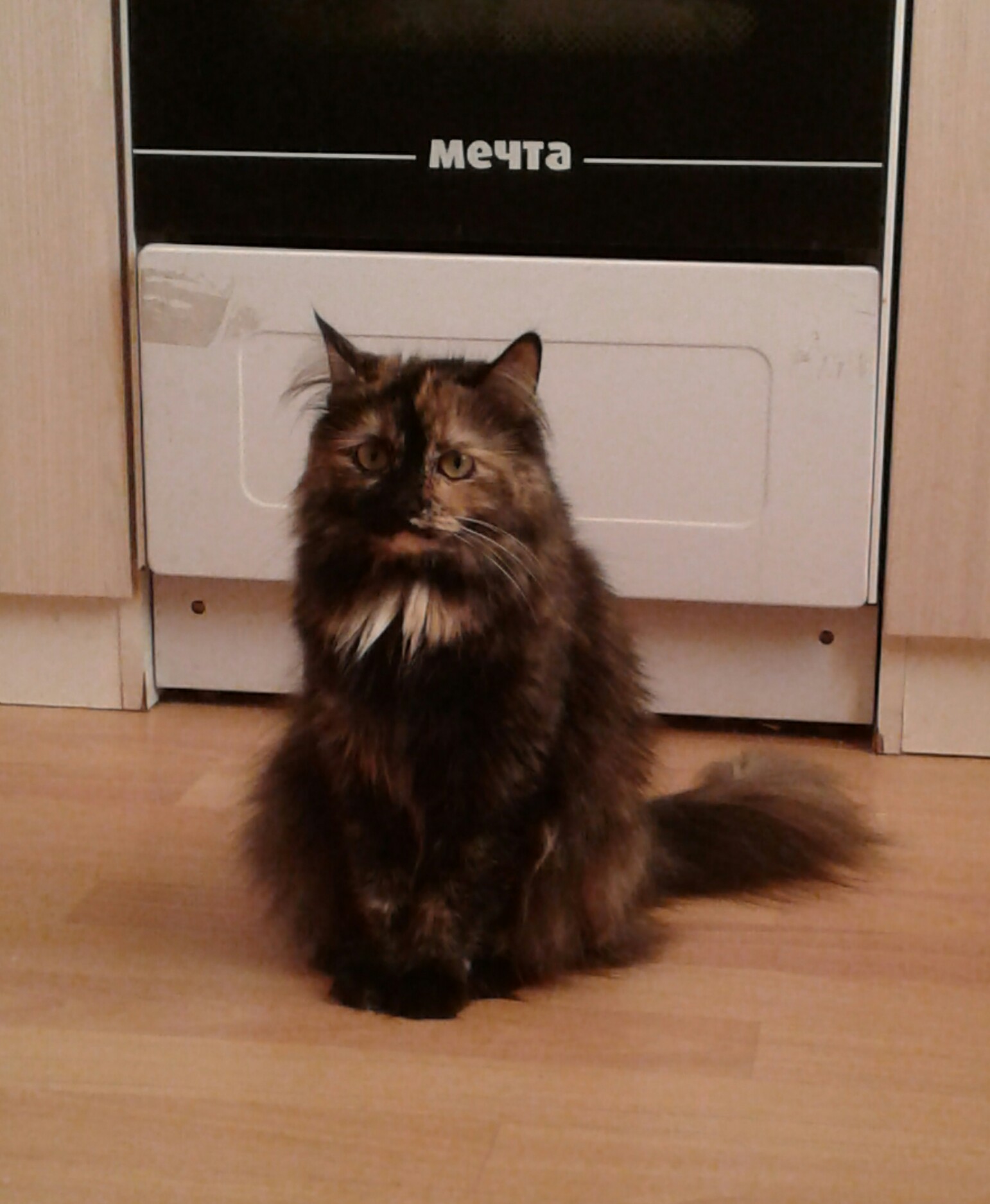 1542x1875, 262 Kb / Кошка, мечта, Лэнси