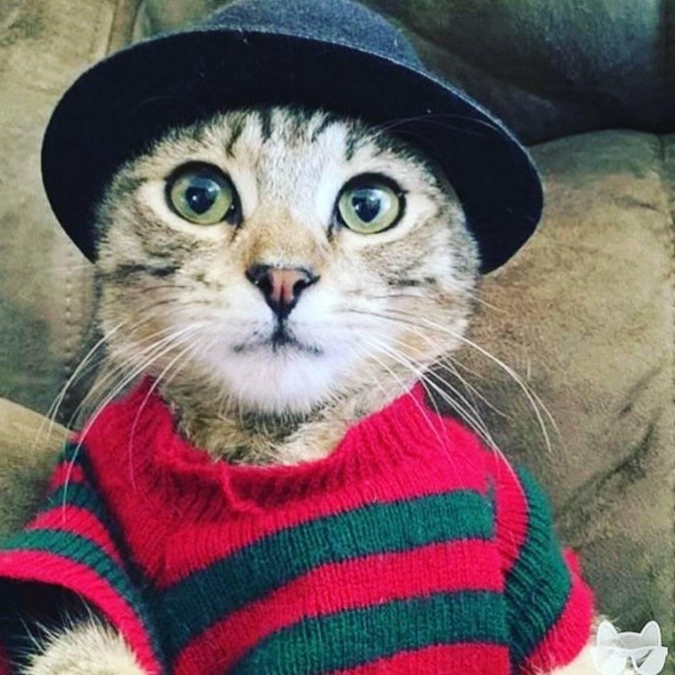 945x945, 113 Kb / кот, кошка, шляпа, кофта, полоски, фредди, крюгер