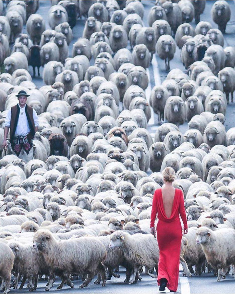 937x1171, 187 Kb / стадо, пастух, овца, платье, красное