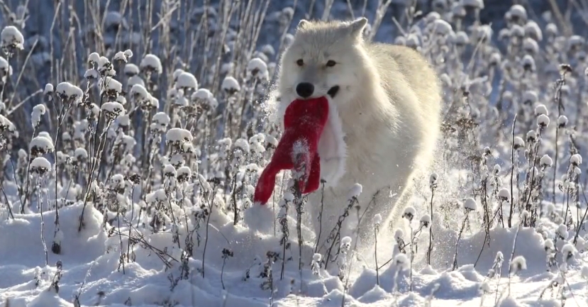829x433, 299 Kb / волк, снег, красная, шапочка, колпак