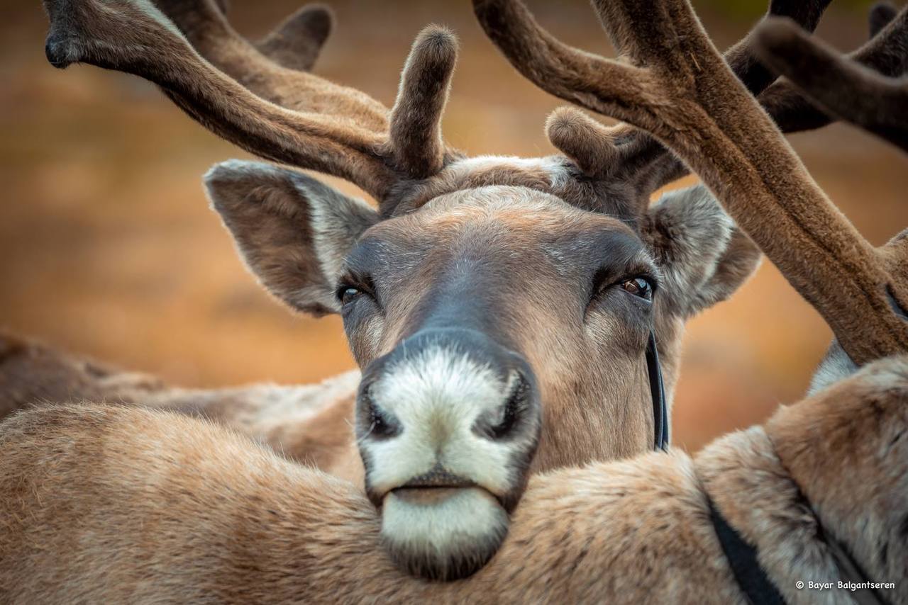 1280x854, 133 Kb / олень, рога