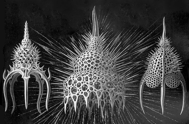 760x500, 129 Kb / мир животных, беспозвоночные, ископаемые животные