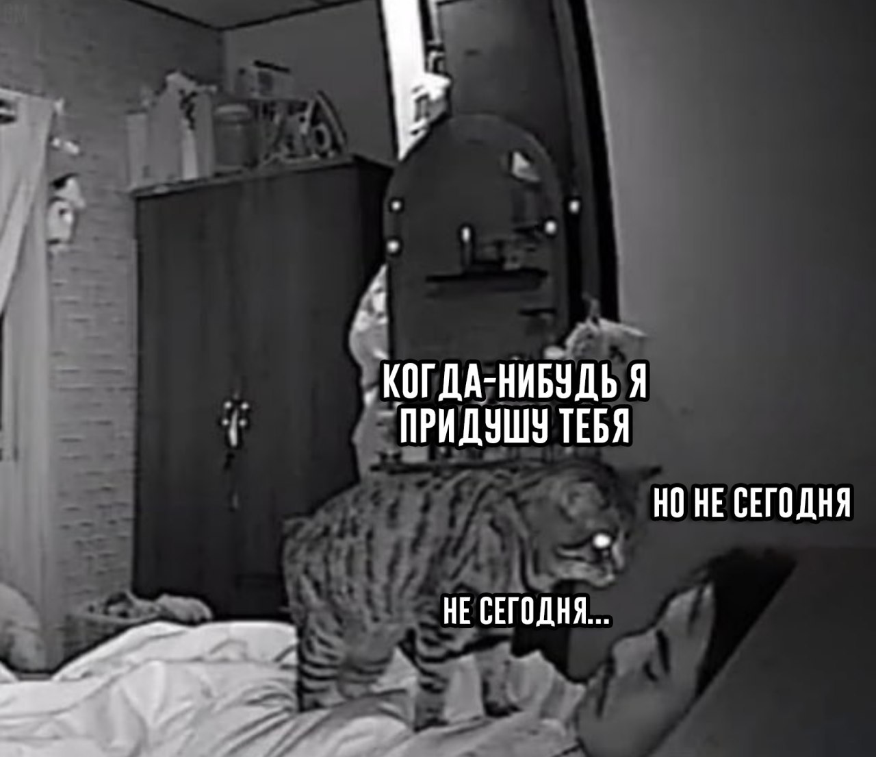 1280x1105, 123 Kb / ч/б, кот, придушу