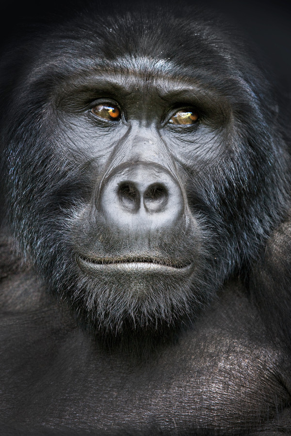 600x900, 211 Kb / горилла, обезьяна