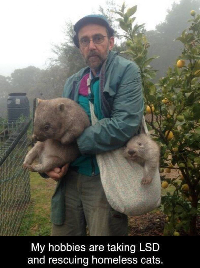 811x1088, 482 Kb / хобби, лсд, кот, вомбат